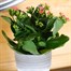 Kalanchoe Pink HouseplantAlternative Image1