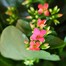 Kalanchoe Pink HouseplantAlternative Image2