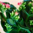 Kalanchoe Pink HouseplantAlternative Image3