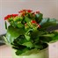 Kalanchoe Red HouseplantAlternative Image1