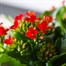 Kalanchoe Red HouseplantAlternative Image2