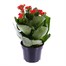 Kalanchoe Red HouseplantAlternative Image3