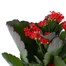 Kalanchoe Red HouseplantAlternative Image4