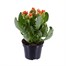 Kalanchoe Orange HouseplantAlternative Image3