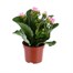 Kalanchoe Pink HouseplantAlternative Image4