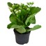 Kalanchoe White HouseplantAlternative Image3