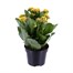 Kalanchoe Yellow HouseplantAlternative Image3