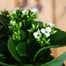 Kalanchoe White HouseplantAlternative Image2