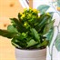 Kalanchoe Yellow HouseplantAlternative Image1