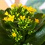 Kalanchoe Yellow HouseplantAlternative Image2