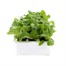 Lettuce Iceberg 12 Pack Boxed VegetablesAlternative Image1