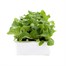 Lettuce Iceberg 12 Pack Boxed Vegetable Alternative Image