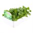 Lettuce Iceberg 12 Pack Boxed Vegetable Alternative Image