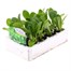 Lettuce Little Gem 12 Pack Boxed VegetablesAlternative Image1