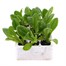 Lettuce Little Gem 12 Pack Boxed VegetablesAlternative Image2