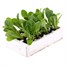 Lettuce Little Gem 12 Pack Boxed VegetablesAlternative Image3