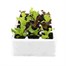 Lettuce Mixed Salad Leaves 12 Pack Boxed VegetablesAlternative Image1