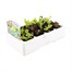 Lettuce Mixed Salad Leaves 12 Pack Boxed VegetablesAlternative Image2