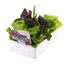 Lettuce Mixed Salad Tuscan 12 Pack Boxed VegetablesAlternative Image2