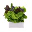 Lettuce Mixed Salad Tuscan 12 Pack Boxed VegetablesAlternative Image3