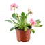 Lewisia Elise 10.5cm Pot BeddingAlternative Image1