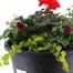 Linden Seaconal Bedding Planted Container 11 Inches - Summer Alternative Image