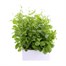 Lobelia Blue Cascade (Trailing) 12 Pack Boxed BeddingAlternative Image1