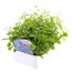 Lobelia Blue Cascade (Trailing) 12 Pack Boxed BeddingAlternative Image2