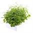 Lobelia Blue Cascade (Trailing) 12 Pack Boxed BeddingAlternative Image3