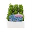 Lobelia Cambridge Blue (Bush) 12 Pack Boxed BeddingAlternative Image1