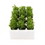 Lobelia Cambridge Blue (Bush) 12 Pack Boxed BeddingAlternative Image2