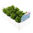 Lobelia Cambridge Blue (Bush) 12 Pack Boxed BeddingAlternative Image3