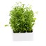 Lobelia Cascade Mixed (Trailing) 12 Pack Boxed BeddingAlternative Image1