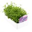 Lobelia Cascade Mixed (Trailing) 12 Pack Boxed BeddingAlternative Image2