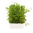 Lobelia Crystal Palace (Bush) 12 Pack Boxed BeddingAlternative Image1