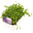 Lobelia Crystal Palace (Bush) 12 Pack Boxed BeddingAlternative Image2