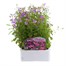 Lobelia Lilac Fountain (Trailing) 12 Pack Boxed BeddingAlternative Image1