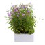 Lobelia Lilac Fountain (Trailing) 12 Pack Boxed BeddingAlternative Image2