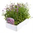 Lobelia Lilac Fountain (Trailing) 12 Pack Boxed BeddingAlternative Image3