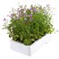 Lobelia Lilac Fountain (Trailing) 12 Pack Boxed BeddingAlternative Image4