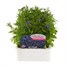 Lobelia Mrs Clibran (Bush) 12 Pack Boxed Bedding Alternative Image1