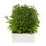 Lobelia Mrs Clibran (Bush) 12 Pack Boxed Bedding Alternative Image2