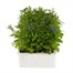 Lobelia Mrs Clibran (Bush) 12 Pack Boxed Bedding Alternative Image1