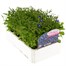Lobelia Mrs Clibran (Bush) 12 Pack Boxed Bedding Alternative Image3