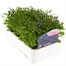 Lobelia Mrs Clibran (Bush) 12 Pack Boxed Bedding Alternative Image2