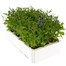 Lobelia Mrs Clibran (Bush) 12 Pack Boxed Bedding Alternative Image4