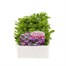 Lobelia Riviera Lilac (Bush) 12 Pack Boxed BeddingAlternative Image1