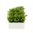 Lobelia Riviera Lilac (Bush) 12 Pack Boxed BeddingAlternative Image2