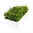 Lobelia Riviera Lilac (Bush) 12 Pack Boxed BeddingAlternative Image4