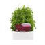 Lobelia Rosamond (Bush) 12 Pack Boxed BeddingAlternative Image1